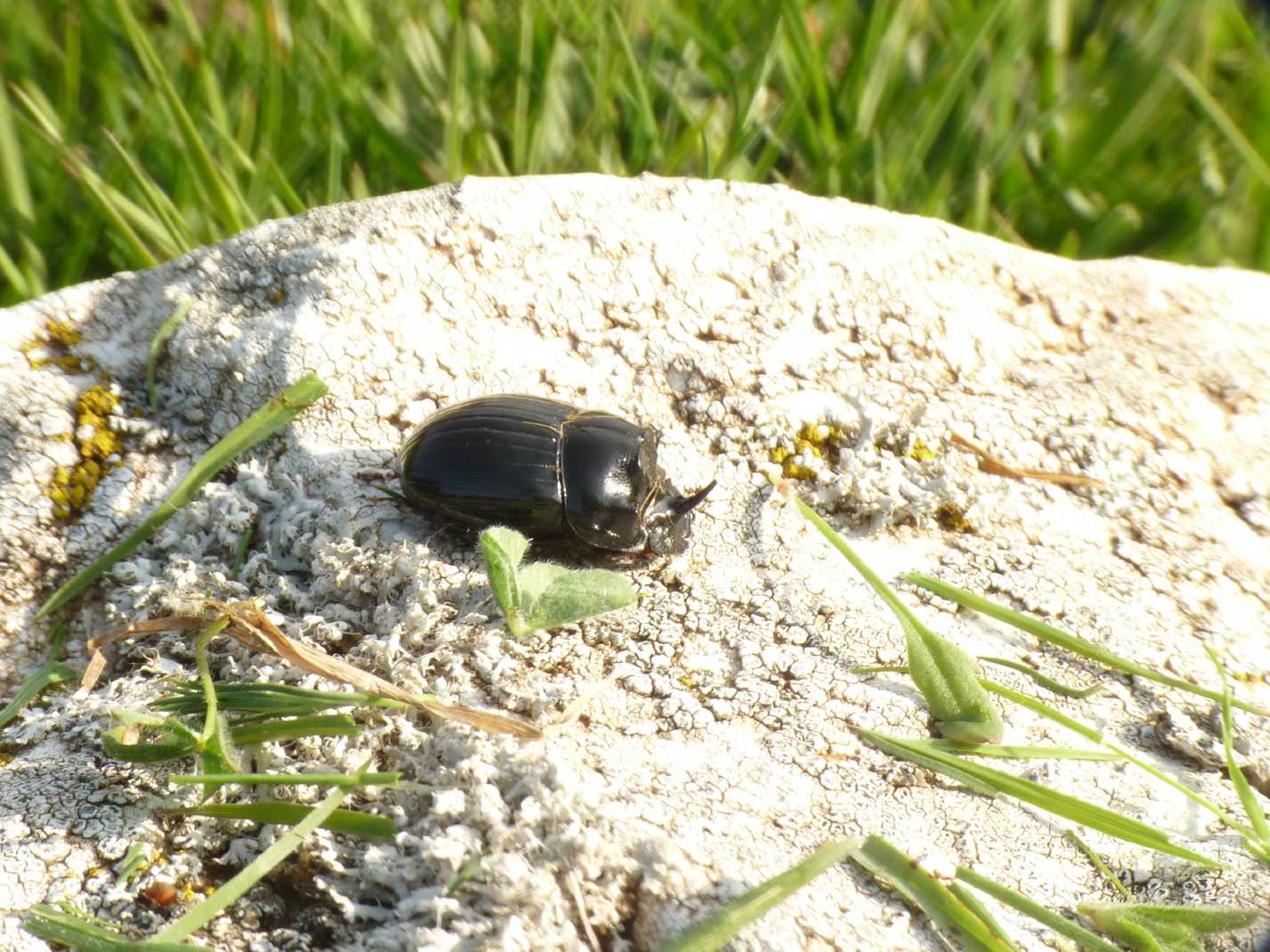 Copris lunaris